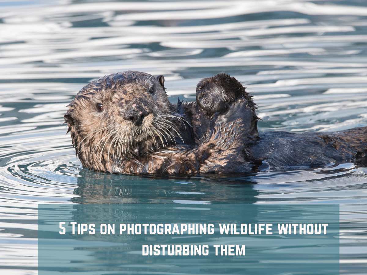 5 Tips On Photographing Wildlife Without Disturbing Them