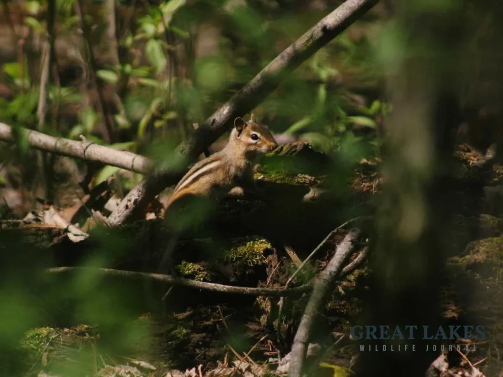 Chipmunk on forest floor in Michigan