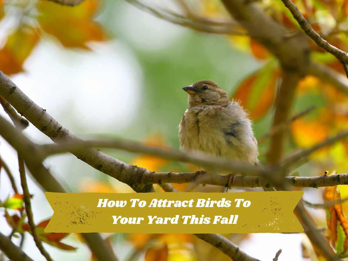 How to Attract Birds to Your Yard This Fall
