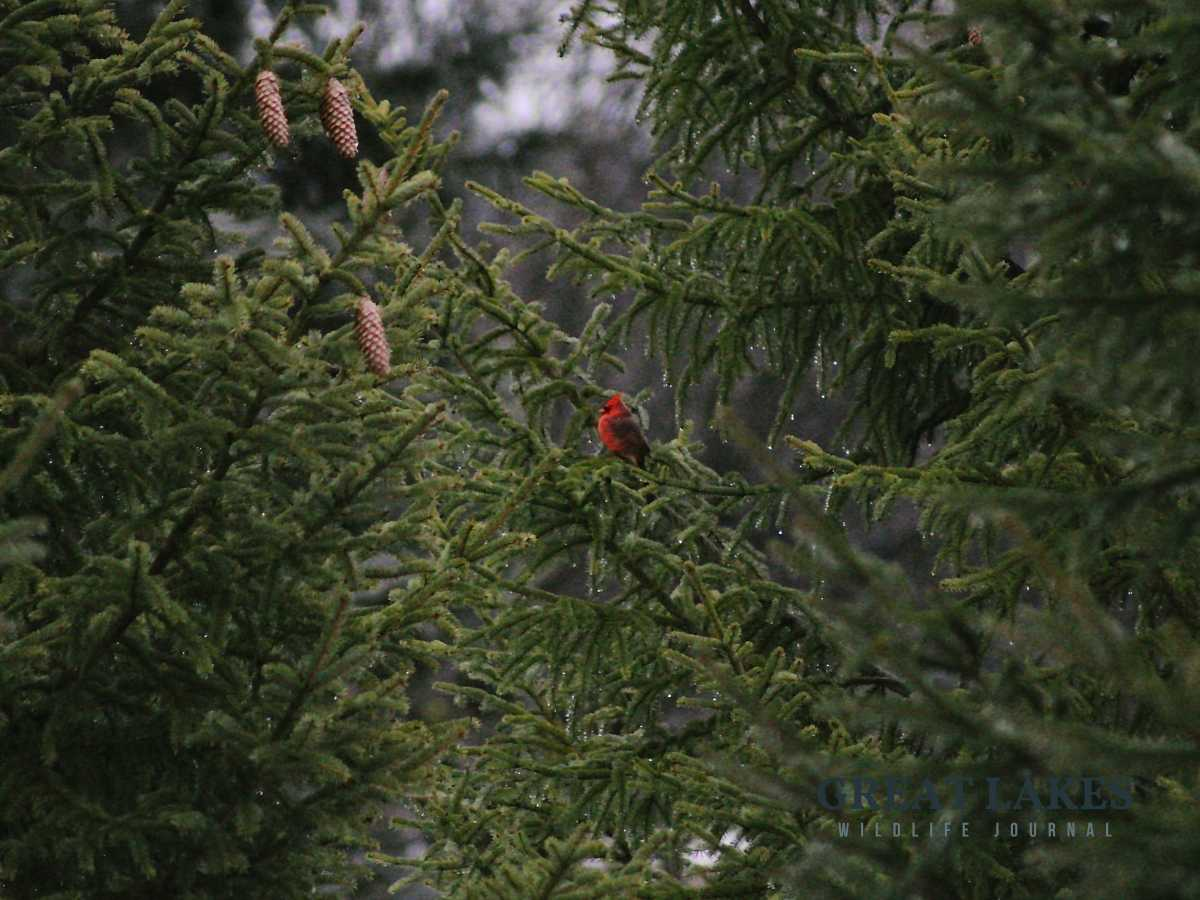 How To Attract Cardinals To Your Backyard (Step-By-Step Guide)