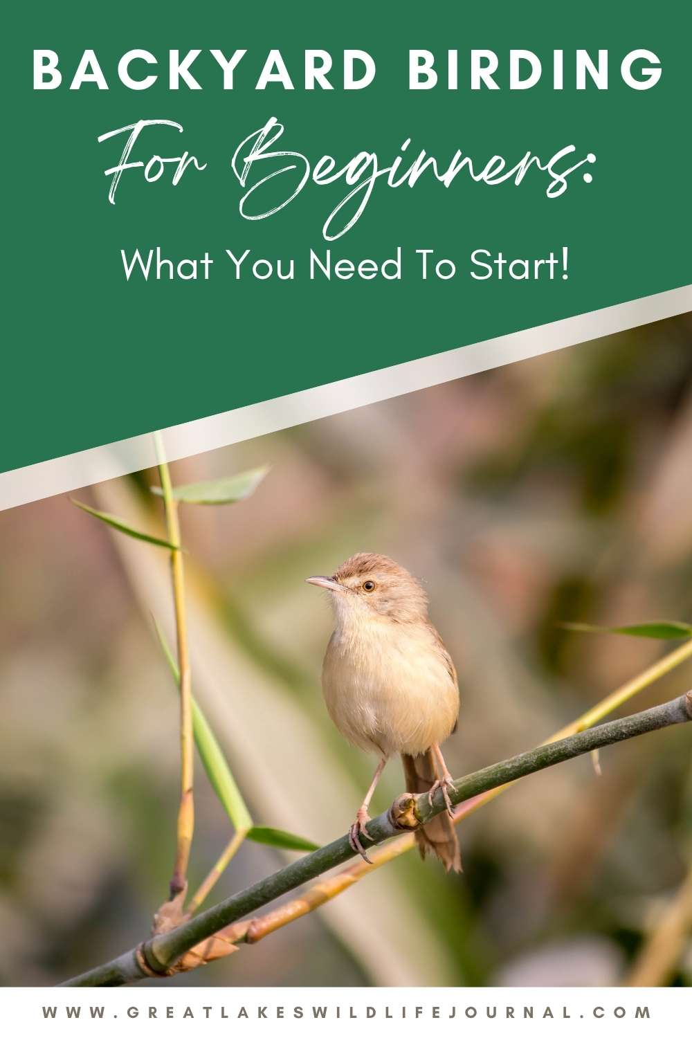 Backyard Birding for Beginners: What You Need to Start