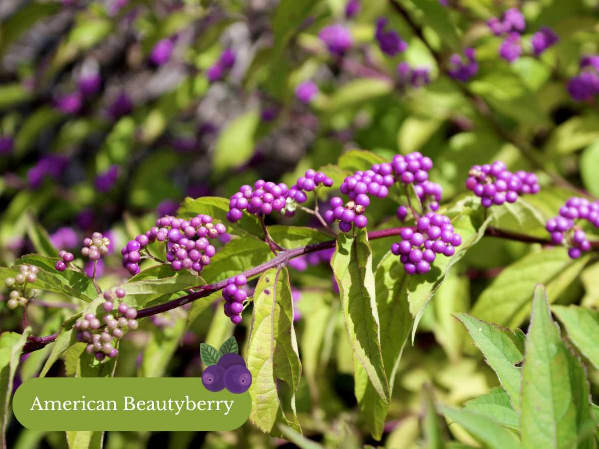 Native Michigan Plants To Attract Cardinals
