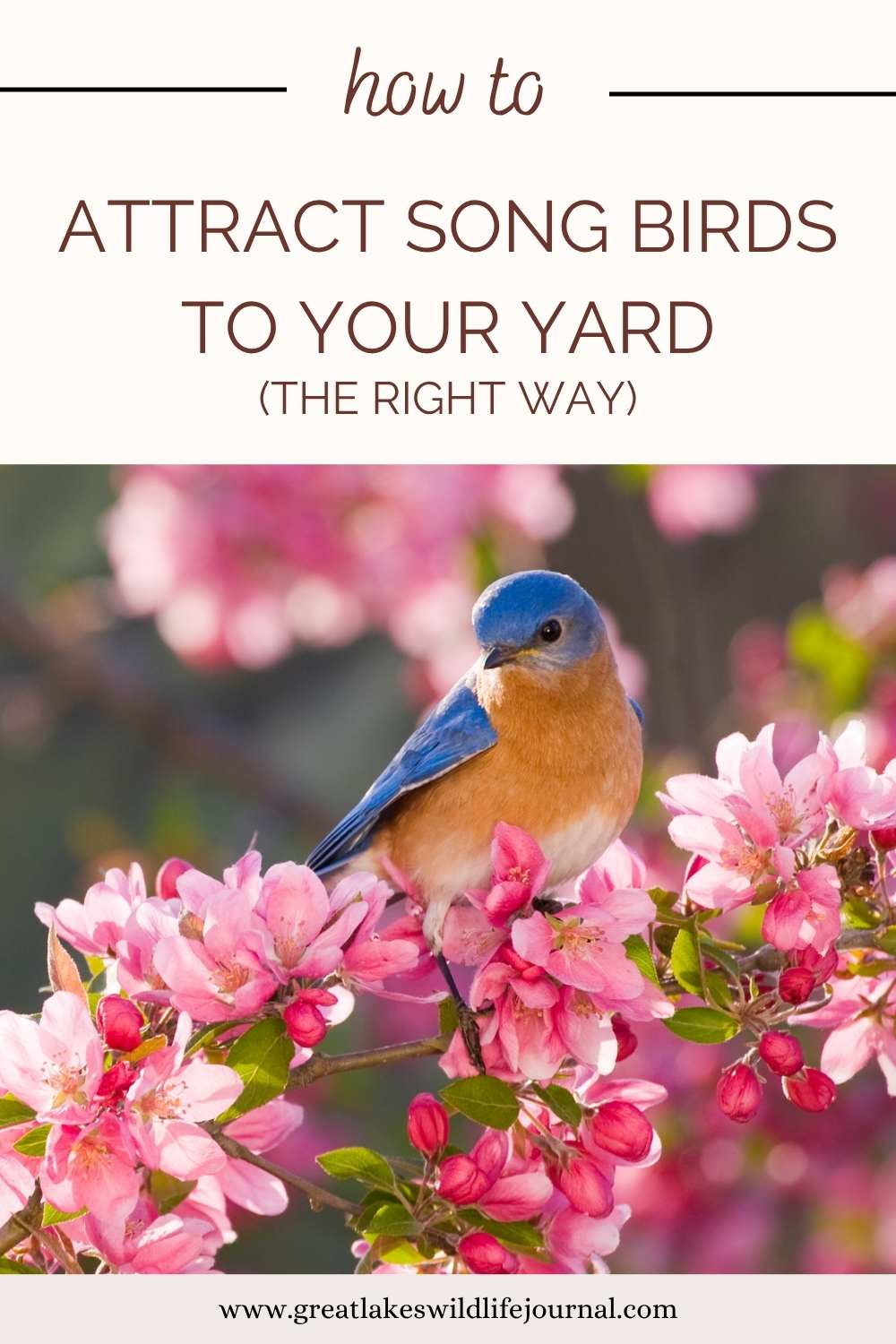 How To Attract Songbirds To Your Yard (The Right Way)