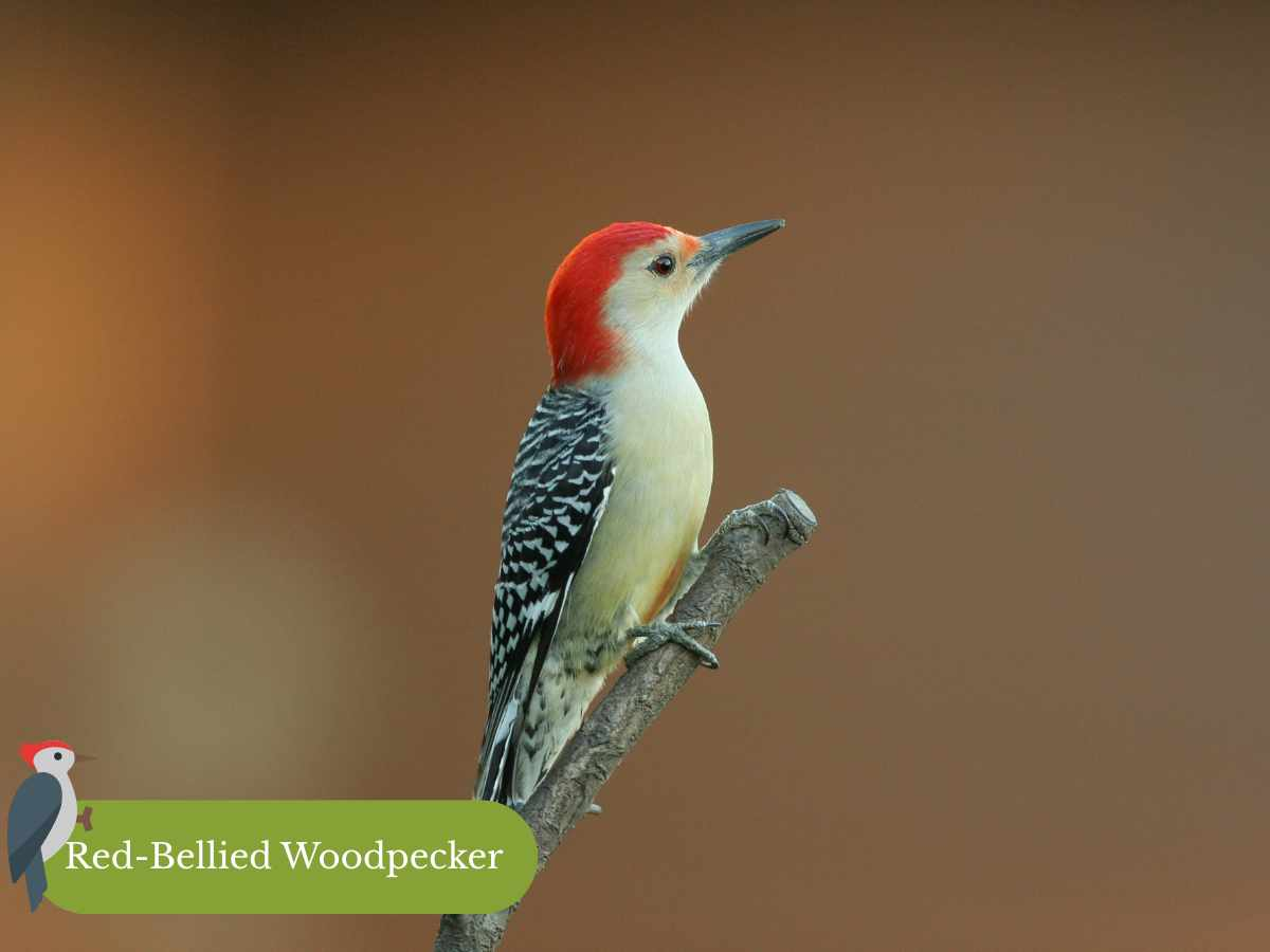 10 Birds You Can Still See in Your Backyard This Fall