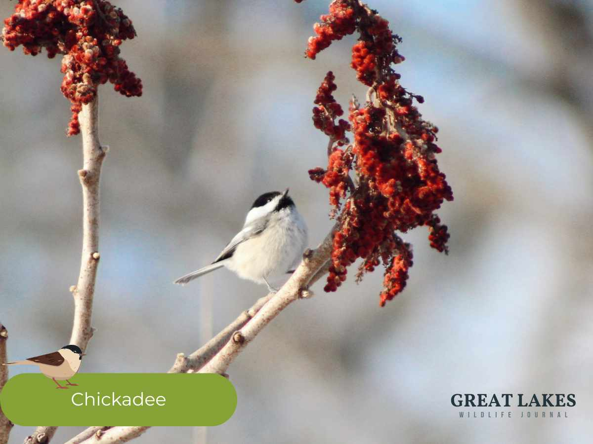 How to Start Bird Watching: A Simple Guide from My Backyard to Yours