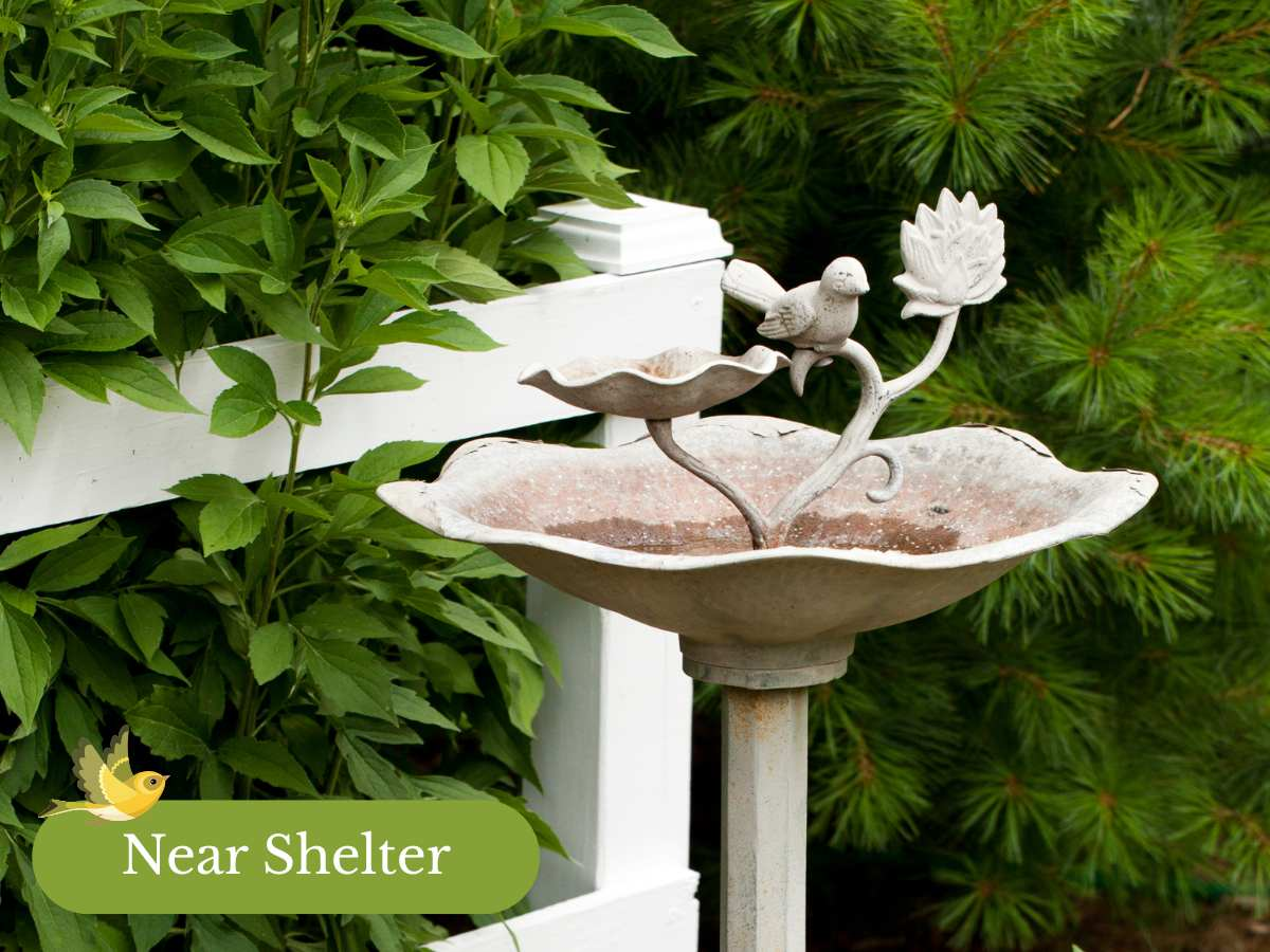 Bird Baths 101: How to Choose the Best One for Your Backyard Birds (With Low Maintenance Recommendations)