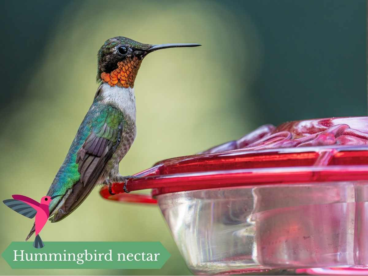 Hummingbird Nectar Recipe (How to Make It Safely at Home)
