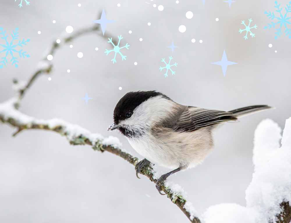 How to Help Birds Survive Winter: Simple Things You Can Do in Your Own Backyard