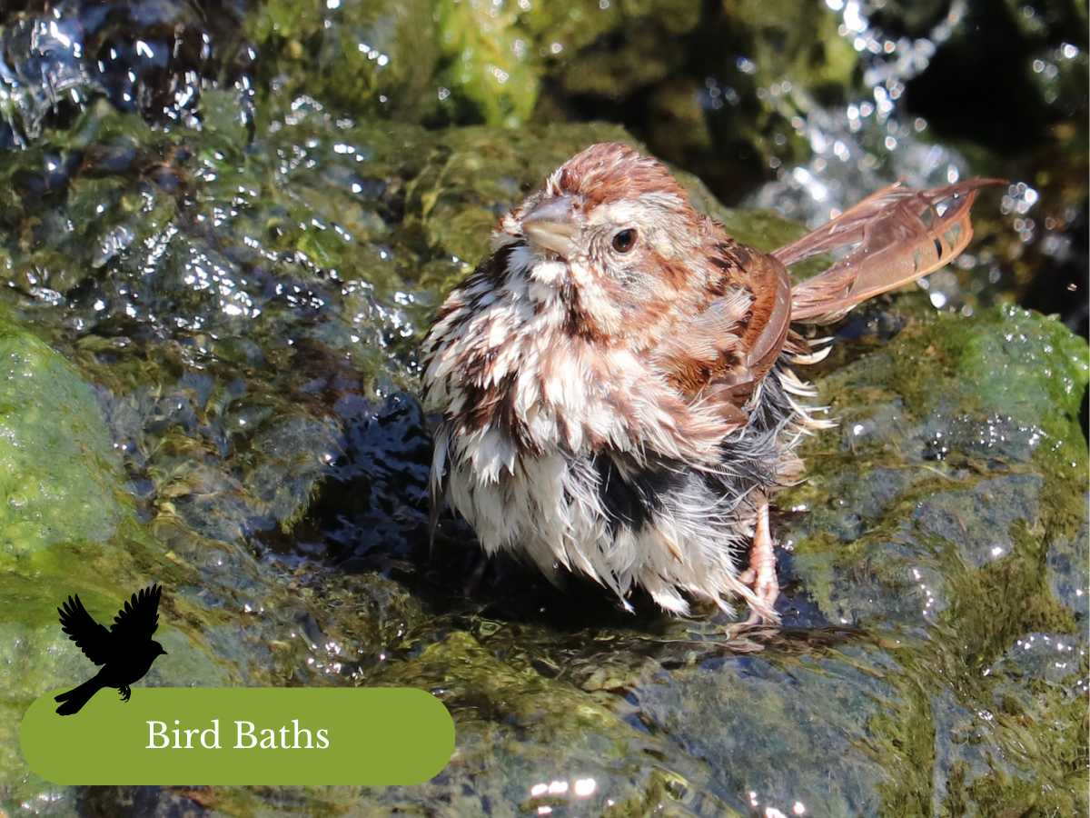 Natural Bird Bath Setups for a Forest Friendly Backyard