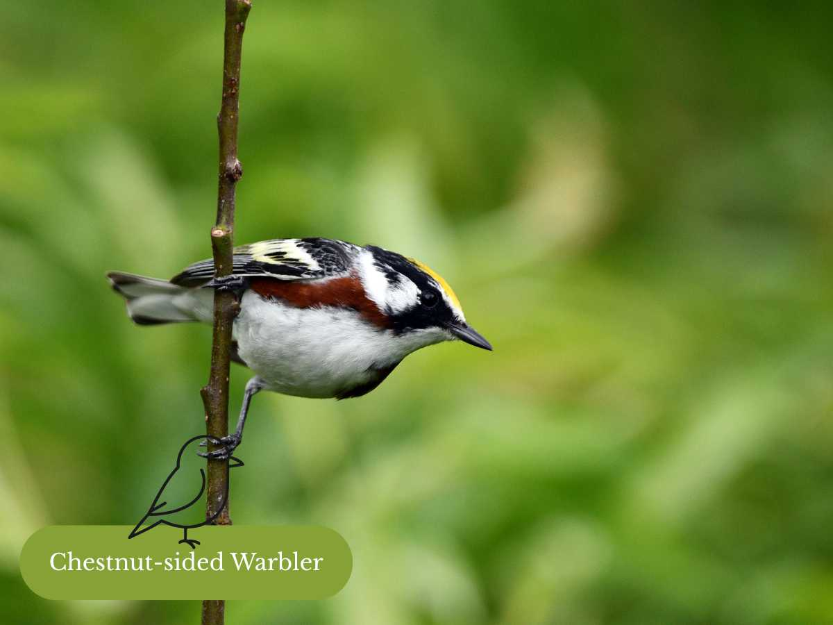 10 Warblers You Can See in the Great Lakes Region (and How to Identify Them)