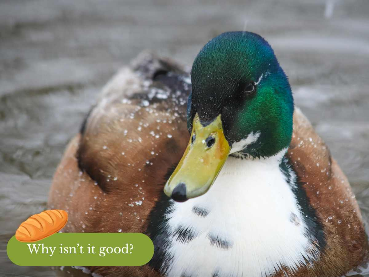 Is Bread Bad for Birds? The Truth About Feeding Ducks and Songbirds