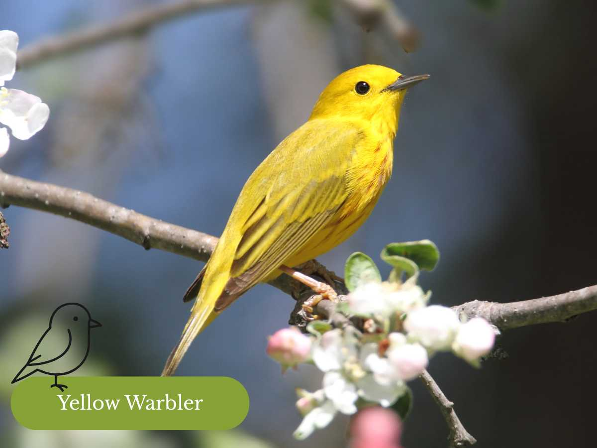 The Brightest Yellow Birds in the Great Lakes