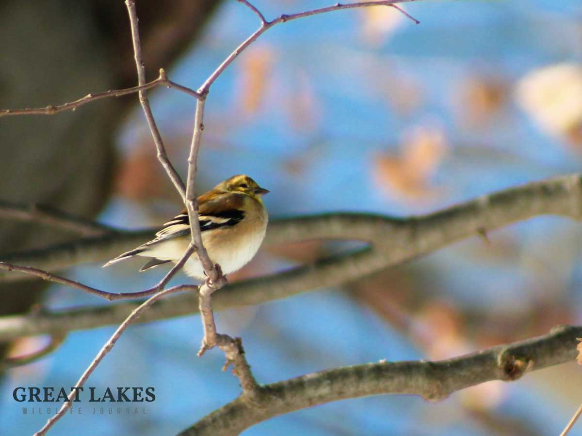 The #1 Mistake Most People Make With Bird Baths (and How to Fix It)
